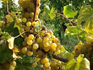 Foto Cessione attività a Ziano Piacentino Borgonovo Valtidone con 20 locali