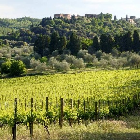 Foto Cessione attività a Sinalunga di 5145 m² con 8 locali in vendita