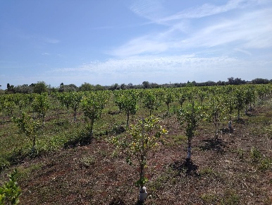 Foto Cessione attività in CONTRADA FEGOTTO, Floridia di 17500 m² in vendita