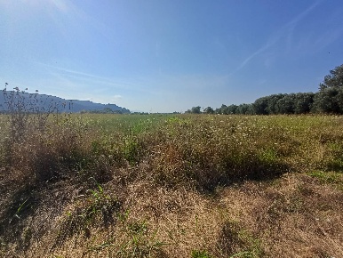 Foto Terreno agricolo in via del capannone, Vecchiano Vecchiano Nodica