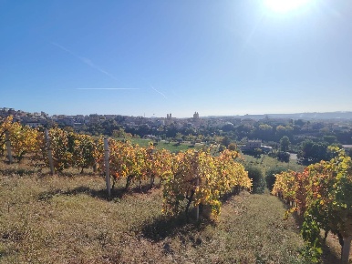 Foto Rustico in Rovecciano, Offida di 350 m² con 8 locali in vendita