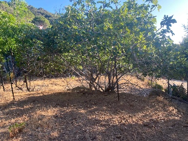 Foto Terreno residenziale a Marciana di 1200 m² in vendita