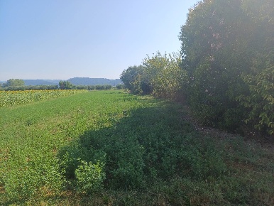 Foto Terreno agricolo in via della bozza, Vecchiano di 4000 m² in vendita