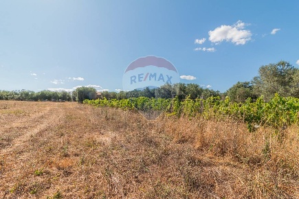 Foto Terreno agricolo a Canino di 10000 m² in vendita