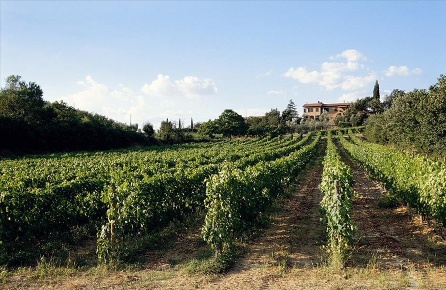 Foto Cessione attività a Montepulciano di 596 m² con 22 locali in vendita