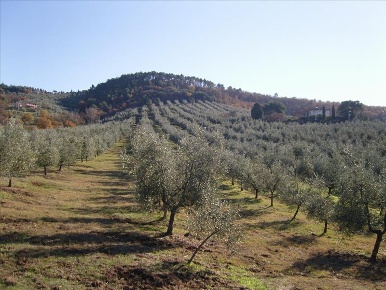 Foto Cessione attività a Paciano di 1500 m² con 22 locali in vendita