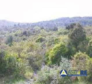 Foto Cessione attività in Val di Lopia Loc. Santa Margherita, Riparbella