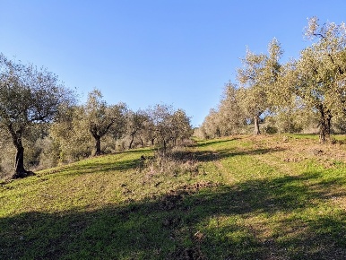 Foto Cessione attività a Gavorrano in vendita