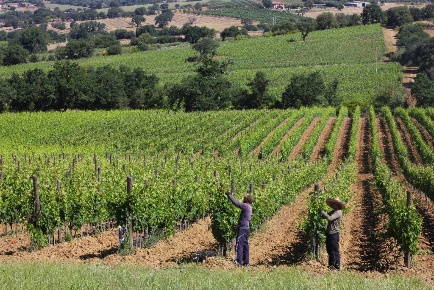 Foto Cessione attività a Grosseto Istia D'Ombrone - Poggio la Mozza