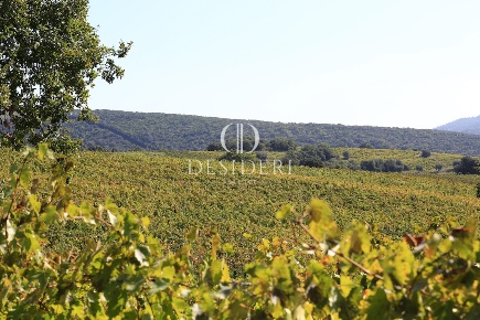 Foto Cessione attività in Località Apparita Piantata, Magliano in Toscana