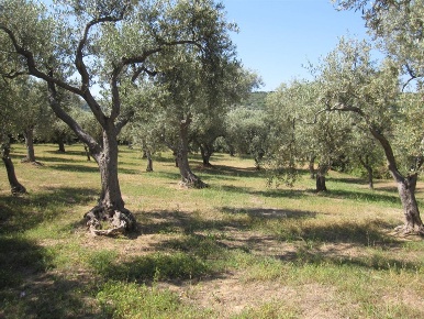 Foto Cessione attività a Castagneto Carducci di 60000 m² con 1 locali