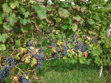 Foto Cessione attività a Ziano Piacentino con 20 locali in vendita