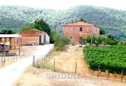 Foto Cessione attività a Magliano in Toscana di 700 m² con 12 locali