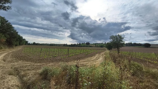 Foto Cessione attività a Montalcino Centro in vendita