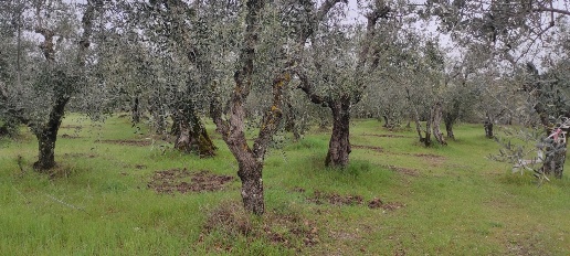 Foto Cessione attività a Trequanda di 20000 m² con 1 locali in vendita