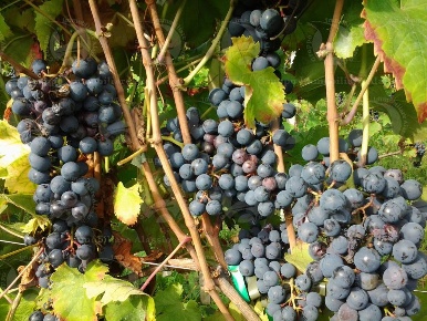 Foto Cessione attività a Rocca Grimalda di 550 m² con 20 locali in vendita