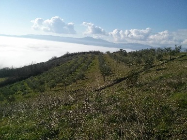 Foto Cessione attività a San Casciano dei Bagni di 500 m² con 10 locali