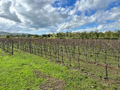 Foto Cessione attività a Grosseto di 310 m² con 6 locali in vendita