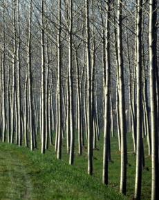Foto Cessione attività a Marcaria Centro in vendita