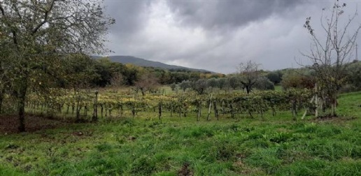 Foto Struttura sanitaria a Chianciano Terme Centro di 14000 m² con 4 locali