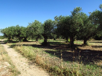 Foto Terreno agricolo a Sciacca di 10670 m² in vendita