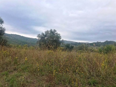 Foto Cessione attività a Scansano Centro in vendita