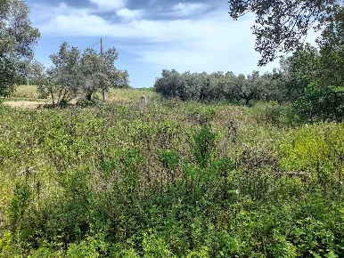 Foto Agriturismo in Contrada Polercia, Vasto di 6500 m² con 1 locali