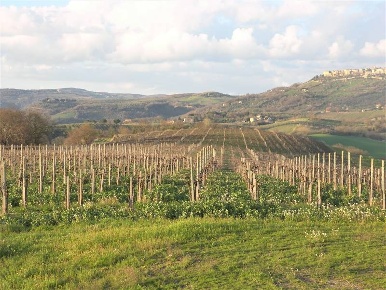 Foto Cessione attività a Montecchio di 700 m² con 1 locali in vendita