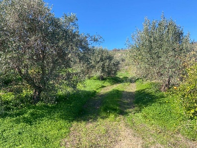 Foto Struttura sanitaria a Scordia di 8544 m² con 1 locali in vendita