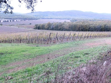Foto Cessione attività a Grosseto di 558 m² con 6 locali in vendita
