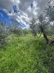 Foto Struttura sanitaria a Piombino di 20 m² con 1 locali in vendita