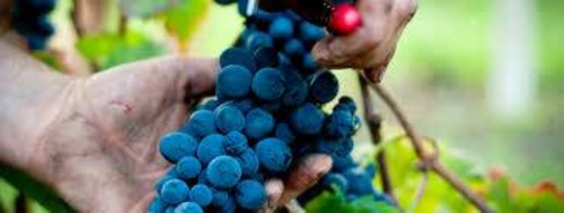 Foto Struttura sanitaria a Barolo Centro di 10300 m² con 10 locali