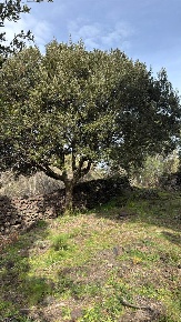 Foto Terreno agricolo in via cristoforo colombo, Nicolosi di 3392 m²