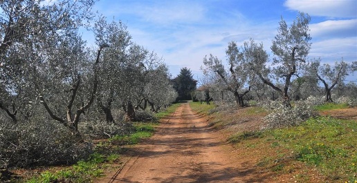Foto Cessione attività a Bibbona di 800 m² con 14 locali in vendita