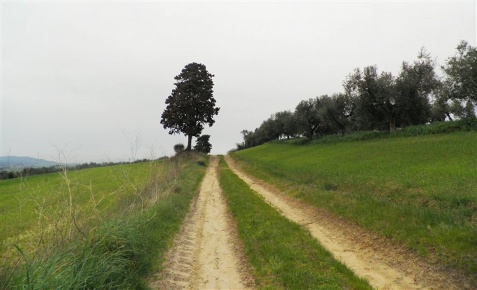 Foto Cessione attività a Rosignano Marittimo Rosignano Marittimo Paese