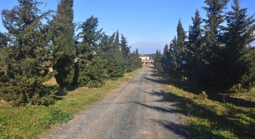 Foto Cessione attività in Strada Provinciale 29, Montescudaio di 400 m²