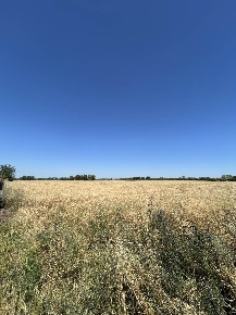 Foto Struttura sanitaria in via dell'olivo, Tuscania di 20040 m² in vendita