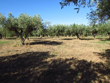 Foto Terreno agricolo a Sciacca di 3730 m² in vendita
