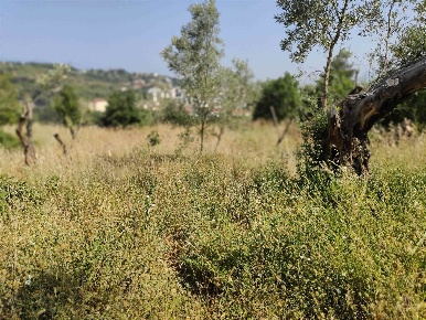 Foto Terreno edificabile in Contrada Tenimento, Cosenza Donnici di 2480 m²