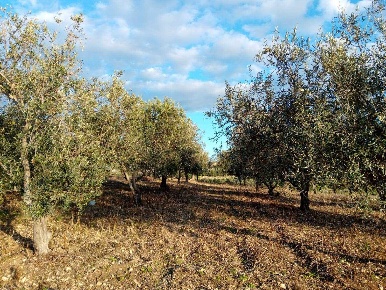 Foto Agriturismo a Campobello di Licata di 10718 m² con 1 locali in vendita