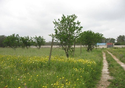 Foto Cessione attività a San Pietro Vernotico con 6 locali in vendita