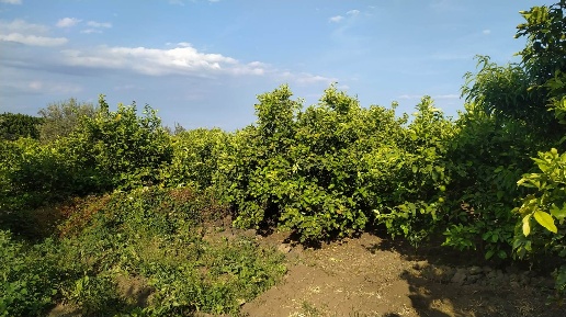Foto Struttura sanitaria in VIA CIMITERO, Aci Catena Centro di 5000 m²