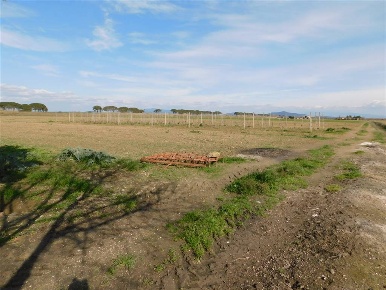 Foto Cessione attività a Grosseto La Principina di 588 m² con 17 locali