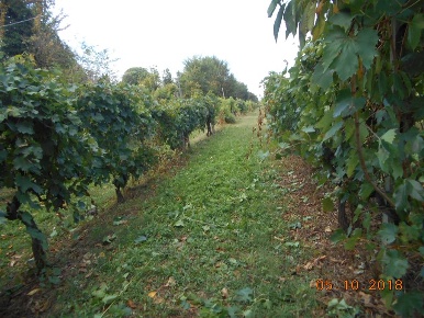 Foto Cessione attività in olmo, Arezzo Olmo di 180 m² con 5 locali