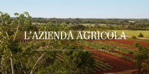 Foto Cessione attività a Capalbio di 443 m² con 12 locali in vendita