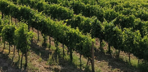 Foto Cessione attività a Montalcino di 50425 m² con 12 locali in vendita