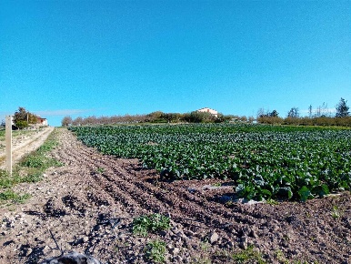 Foto Agriturismo a Campobello di Licata di 21781 m² con 1 locali in vendita