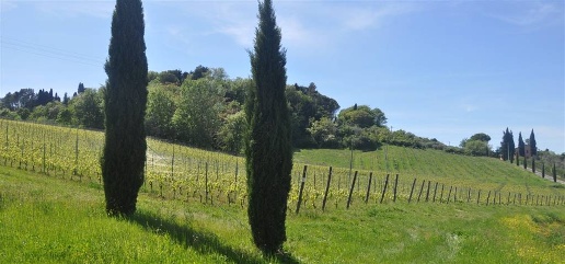 Foto Cessione attività in Strada Provinciale dei tre Comuni, di 400 m²