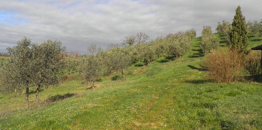 Foto Agriturismo in Strada regionale 439, Volterra di 550 m² con 22 locali