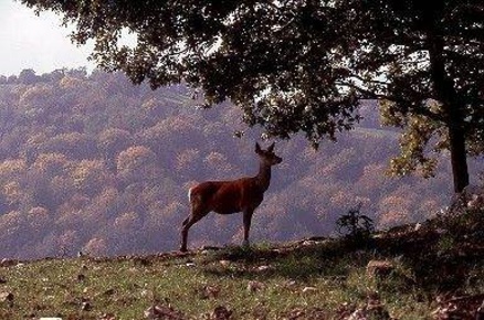Foto Agriturismo a Montecatini Val di Cecina di 1500 m² in vendita